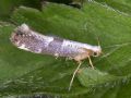 Argyresthia spinosella